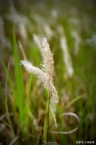 白茅,也叫"白茆",植物中被子门禾本科白茅草种的多年生草本,花穗上密