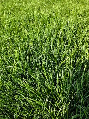 早熟禾草坪