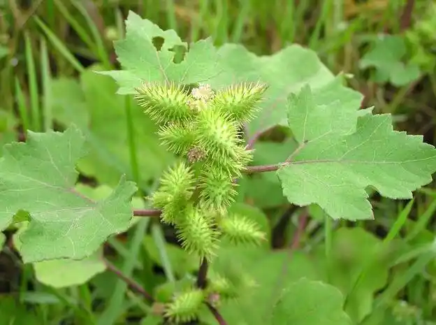 「常用有毒中药临床研究」苍耳子