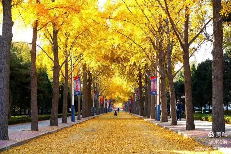 黄金大道(2020纪念)