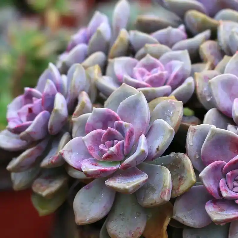 原创姿态婆娑植株娟秀的紫悦多肉紫乐这么养护蜿蜒清丽亮丽淡雅