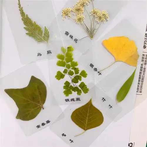 天然植物标本 塑封树叶 植物书签 教学标本 干花书签 押花标本
