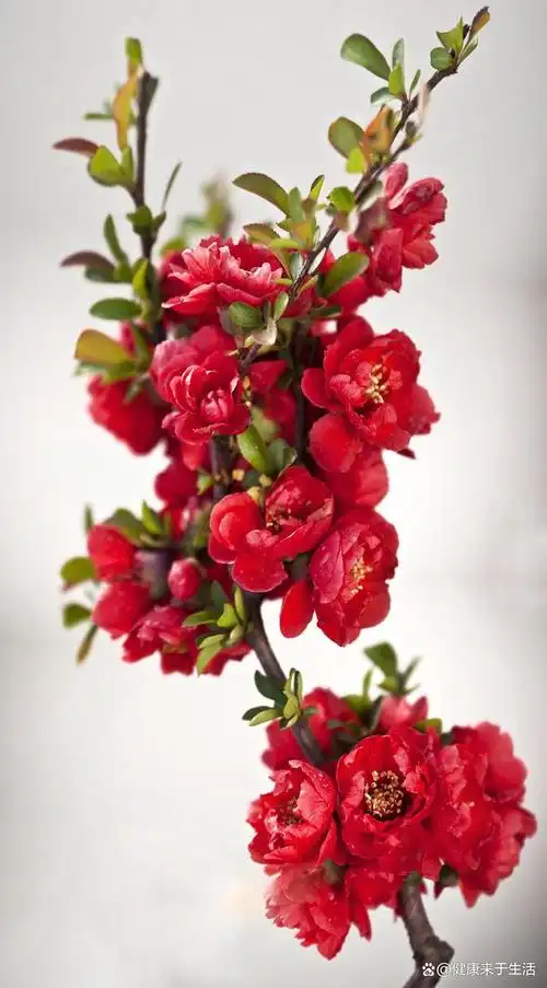 海棠被誉为"花中之王",其最名贵的品种是什么?你知道吗