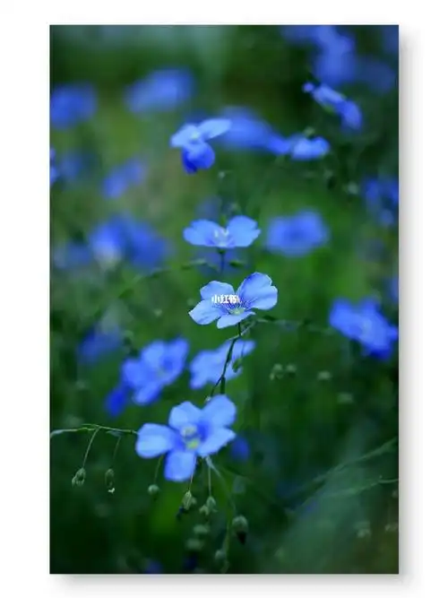 亚麻图片蓝花亚麻亚麻花图片蓝花亚麻花图片大全开蓝花的草本兰花亚麻