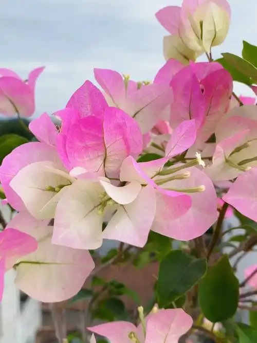 这么多品种的三角梅