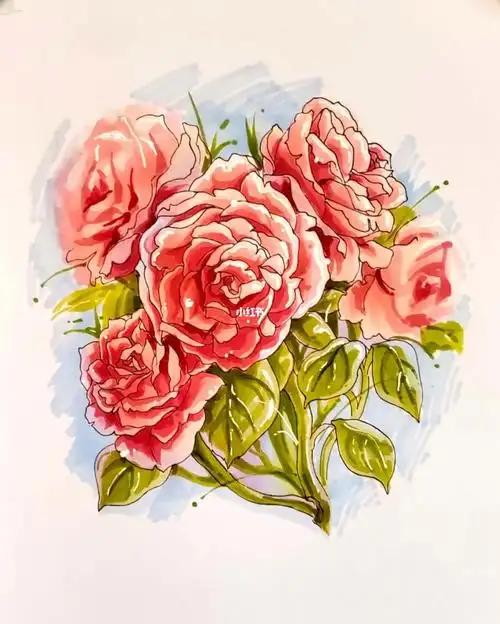 马克笔塑造练习植物素材玫瑰