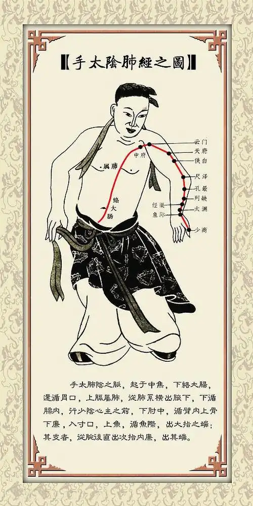 手太阴肺经 - 知乎