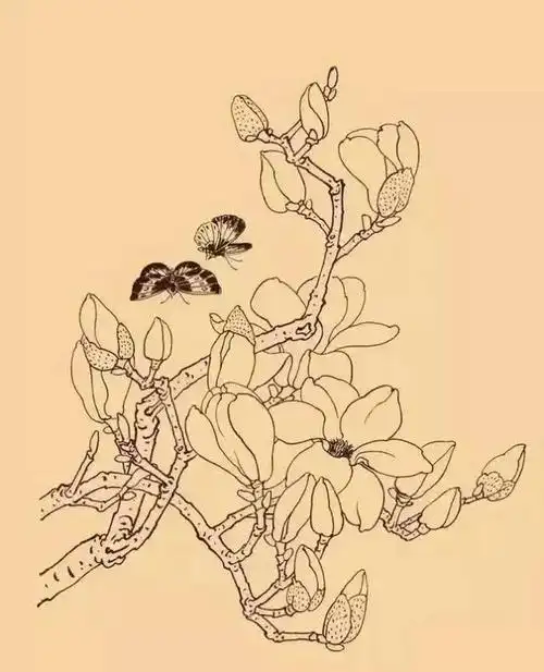 素材| 一组玉兰花工笔白描底稿 冰清玉洁 美好向往