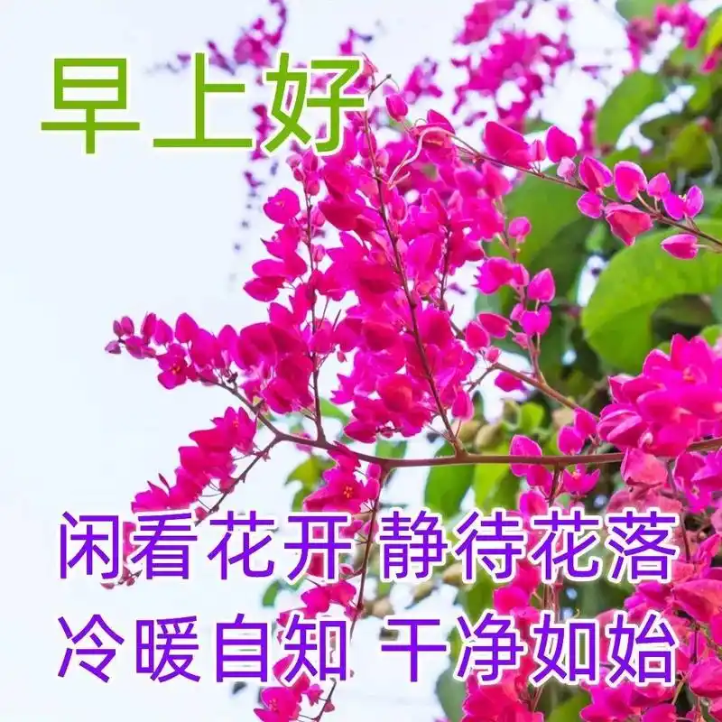 1月13日特漂亮鲜花问候祝福语图片带字,新的一天暖心的早上好祝福