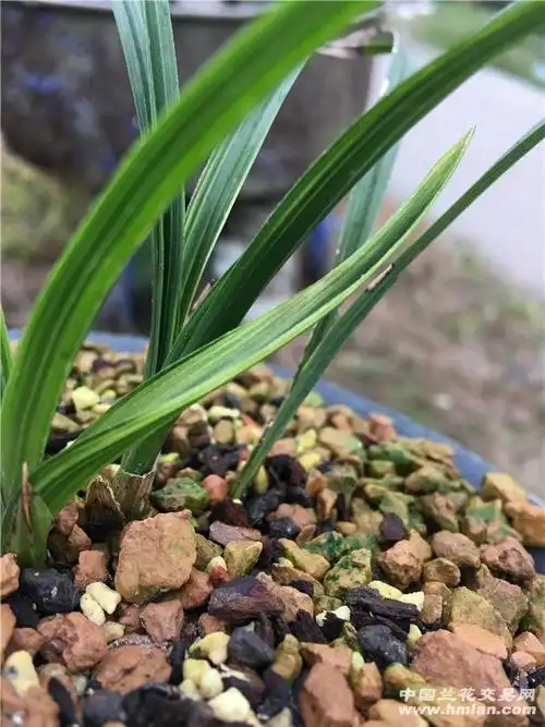 水晶缟艺 - 中国兰花交易网