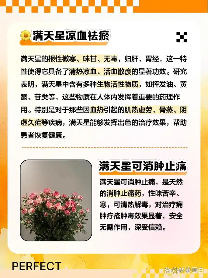 满天星的功效与作用 家人们,今天来聊聊一种既美丽又有药用价值的小花