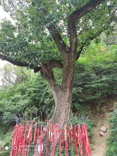 这棵不起眼的降龙木树,竟如此的珍贵和神奇.