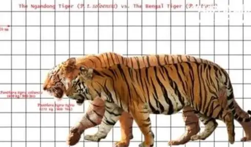 最大的猫科动物巨虎身长4米重1600斤