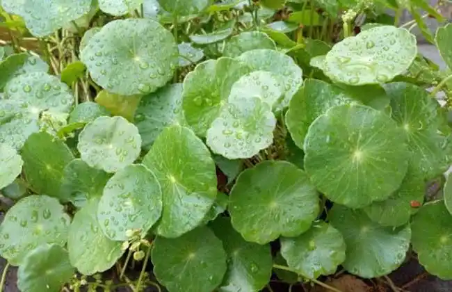 破铜钱草怎么养 - 花卉种植 - 黔农网