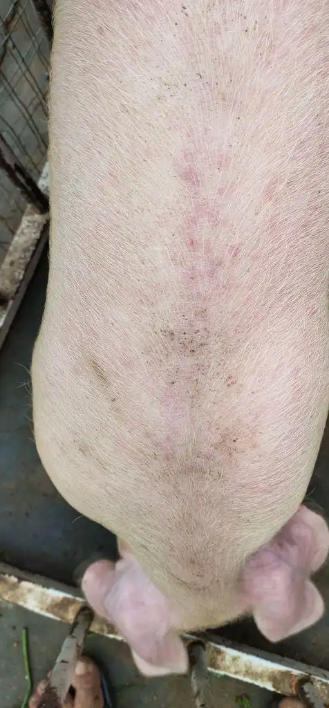育肥猪背部发红其他正常体温没测