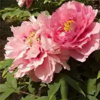 牡丹花头像大全 高清红色牡丹花头像_微信头像图片大全