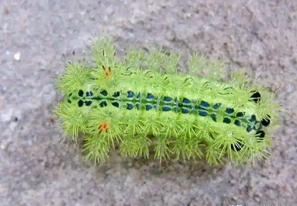 "洋辣子"是一种什么生物?它有什么经济价值?