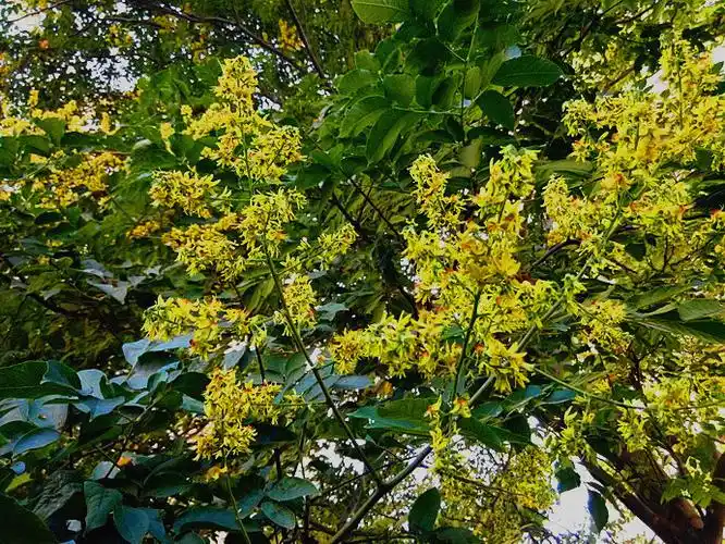 无患子科:全缘叶栾树 koelreuteria integrifoliola