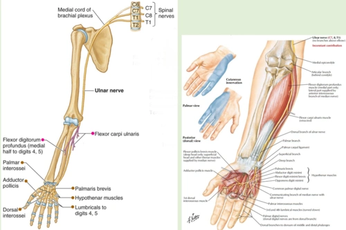 尺神经低位损伤 (ulnar nerve injury at lower position)