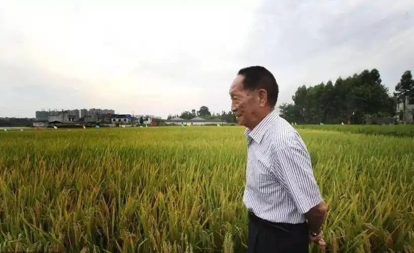 我们来迟了"袁隆平团队来到马达加斯加水稻产量显著翻倍非洲岛国