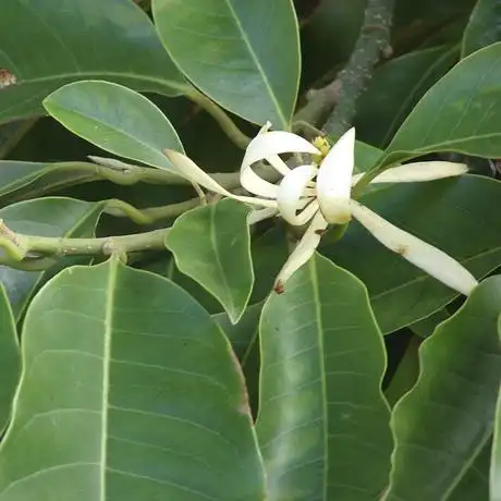 leungs home 野生白兰叶(白兰花叶/白玉兰叶)纯精油 10ml