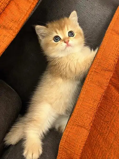 猫咪领养  #南京宠物  #南京领养  #美短  #美