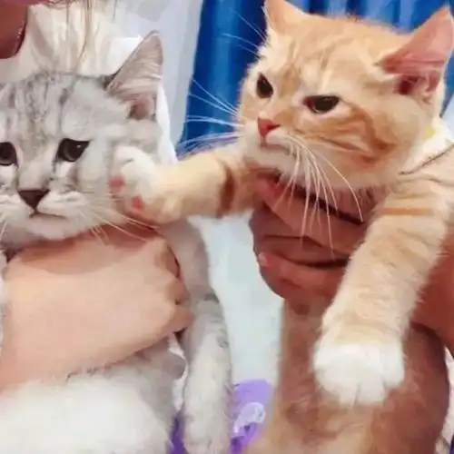 头像图片丨动漫女生头像,个性沙雕情头