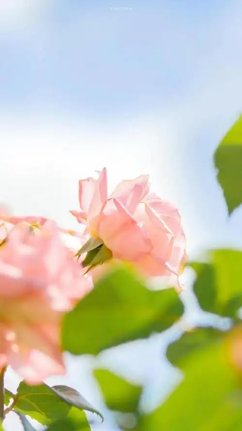 小清新风月季花唯美风景