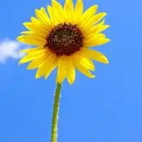 黄灿灿的向日葵花海头像图片 向着太阳在变向