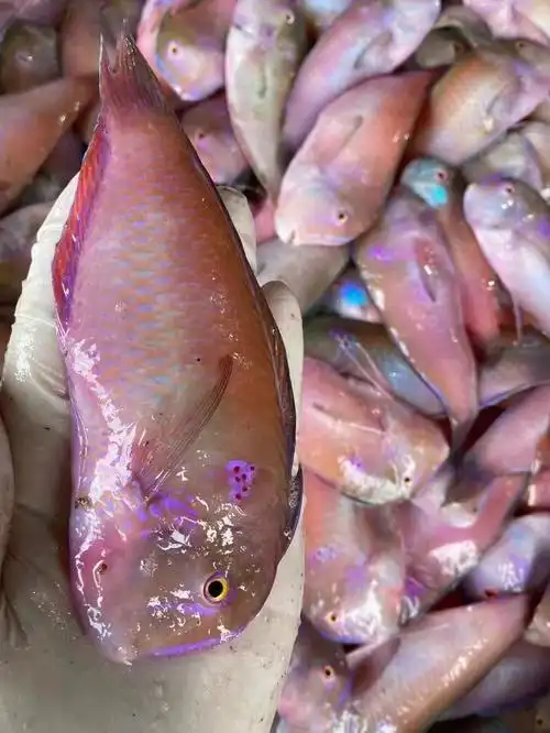 潮汕浅海鲜野生马头鱼