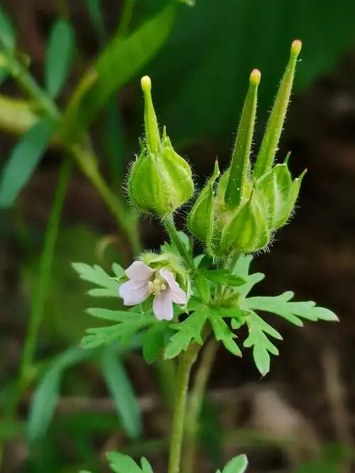 野老鹳草:牻牛儿苗科 老鹳草属