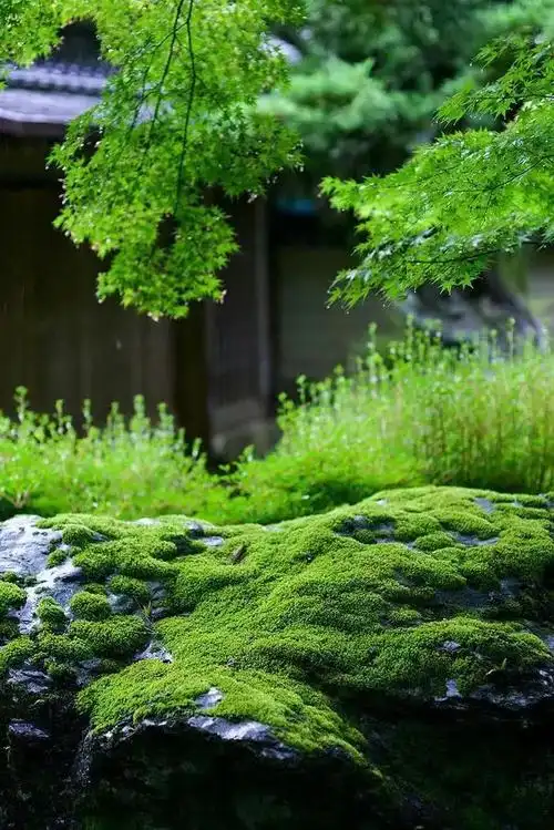 读书宝藏好物放松身心愉悦心情的苔藓微景观