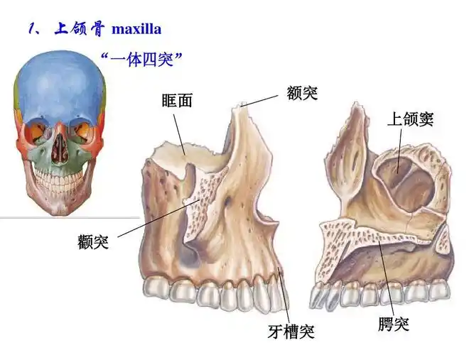 全国医药院校高职高专 《人体解剖学》系列实用课件 1,上颌骨 maxilla