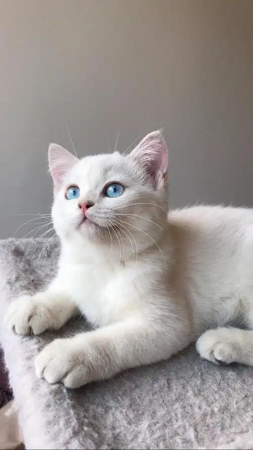 精品英短银点母猫找家长啦