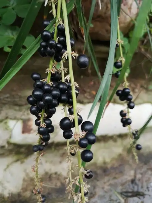 沿阶草结满了黑珍珠一样的果子.