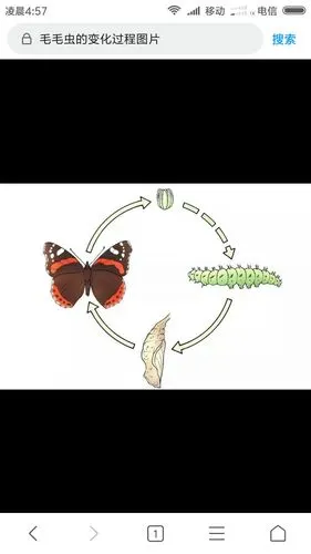 蝴蝶的变化过程.