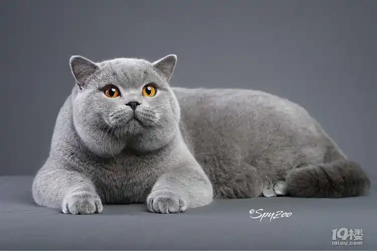 成年赛级母蓝猫,发情了,想找一只公蓝猫配一下