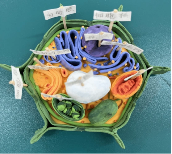 创意模型 巧手"生"物|恩施市第一中学高二年级生物模型制作大赛_作品