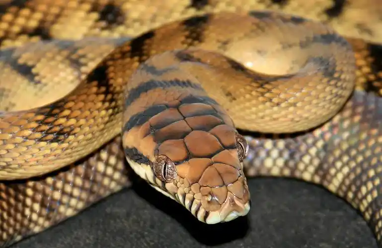 它看上去像一头巨大的地毯蟒.