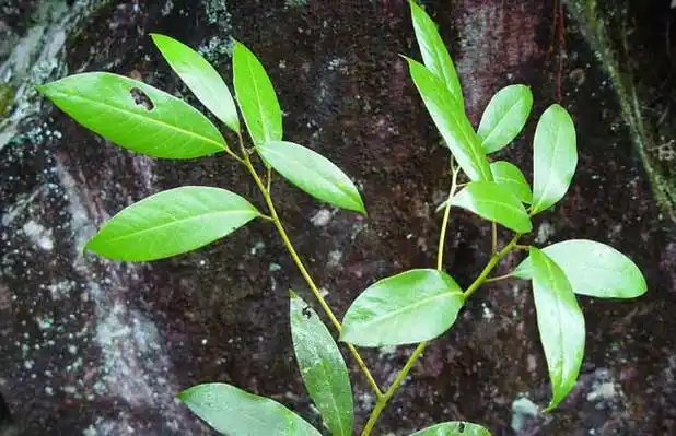 香樟树品种图片大全