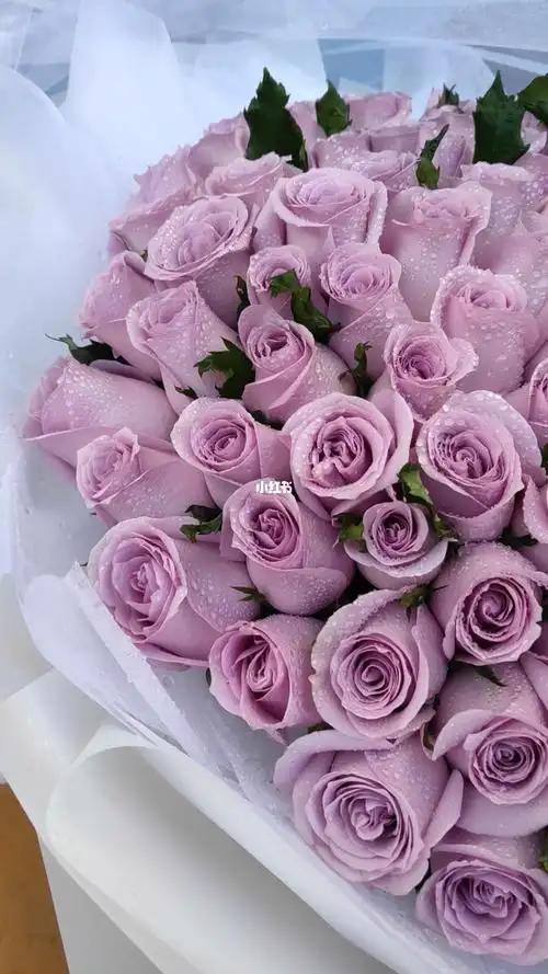 99朵玫瑰花紫色玫瑰花束
