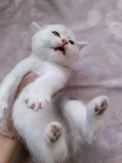 英短银渐层宁波猫咪领养小偿领养猫三位数