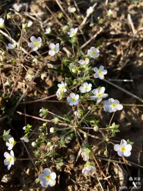 点地梅正开到极好处,再晚一些天来,就见不到它们的花容了.