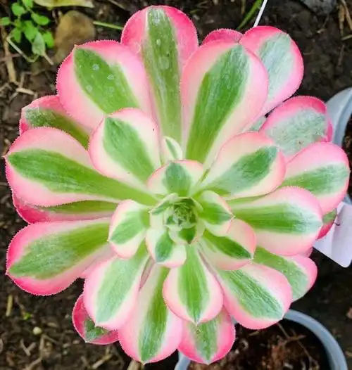 多肉植物法师品种——女巫