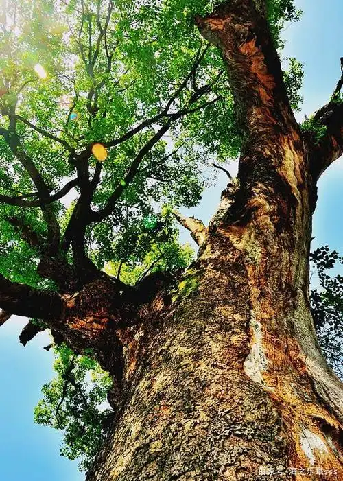 七绝·老樟树:碧发蓬松几丈长,樟树居然能活上千年!