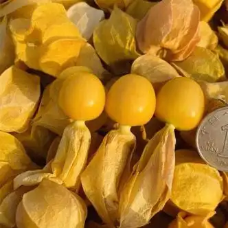 蔬教授东北姑娘果灯笼果黄菇娘洋菇茑新鲜水果黑龙江当季菇鸟4斤