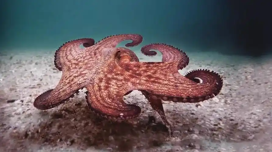 《我的章鱼老师》| 是勇者 也是老师