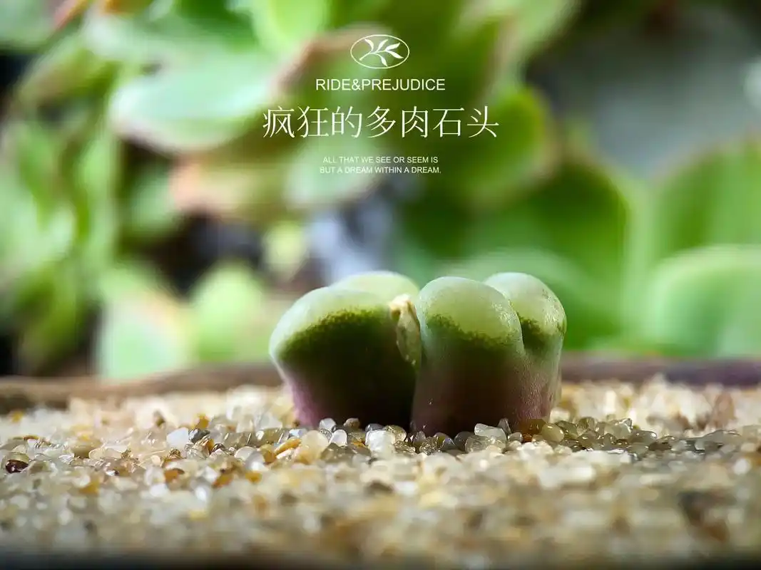 多肉 #肉锥 见过开花的人,便会懂得风的温柔.#多肉植物  - 抖音