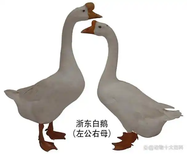 中国十大鹅肉排名,10种鹅品种排行_畜牧知识_中睿百科网