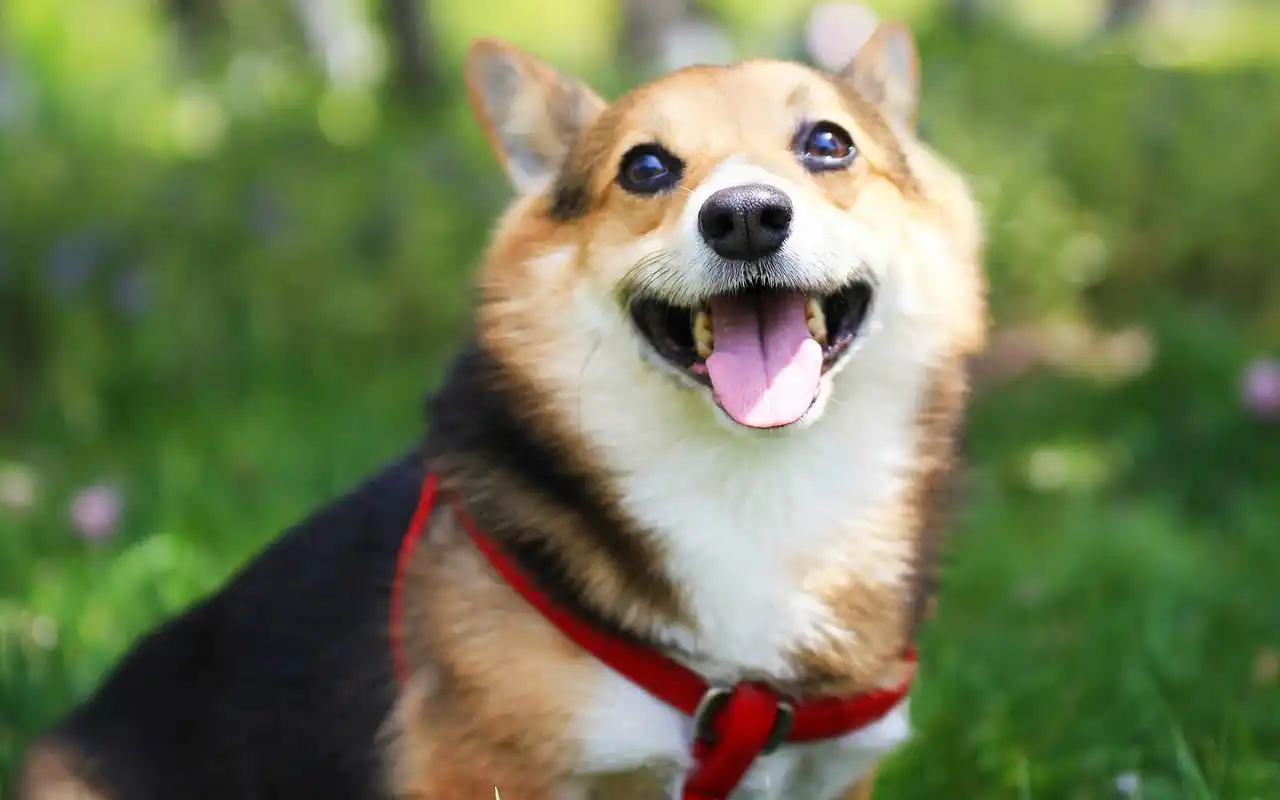 呆萌的柯基犬,高清图片,电脑桌面-壁纸族